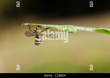 Hoverfly (Diptera Syriphidae) von parasitären Pilz getötet Stockfoto