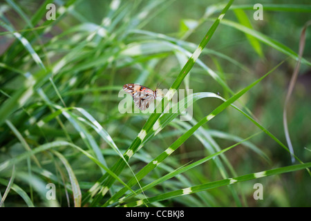 Schmetterling ruht auf dem Rasen Stockfoto