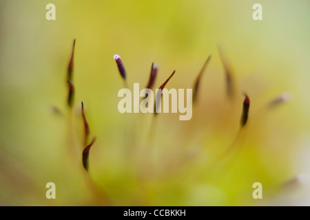 Haircap Moos (Polytrichum) Sporen Stockfoto