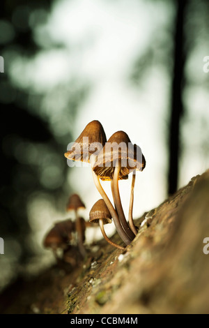 Pilze wachsen auf Baumstamm, Nahaufnahme Stockfoto