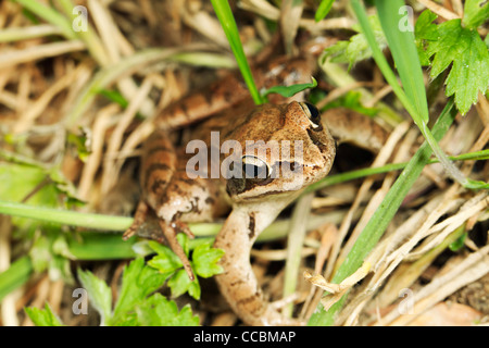 Grasfrosch (Rana Temporaria) Stockfoto