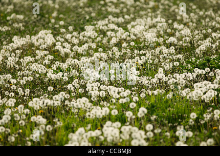 Löwenzahn wächst im Feld Stockfoto