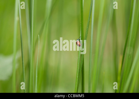 Pappel Getreidehähnchen (Chrysomela Populi) kriechen auf Grashalm Stockfoto