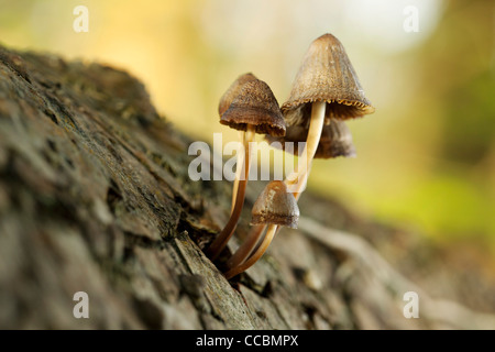 Pilze wachsen auf Baumstamm, Nahaufnahme Stockfoto