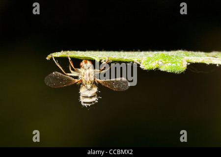 Hoverfly (Diptera Syriphidae) von parasitären Pilz getötet Stockfoto