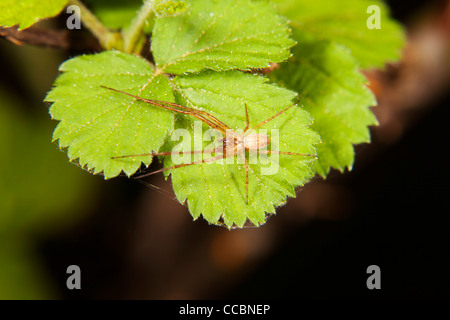 Braune Spinne auf Anlage Stockfoto