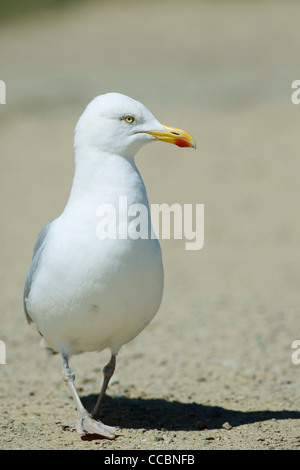 Möwe Stockfoto