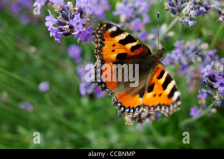 Kleiner Fuchs Schmetterling (Aglais Urticae) auf Lavendel Stockfoto