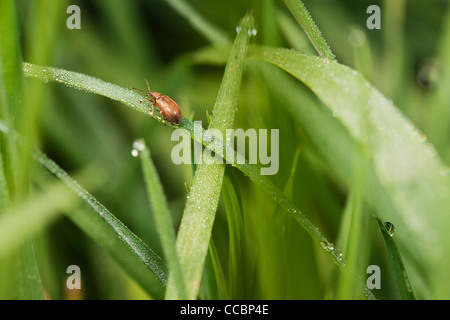 Rüsselkäfer Tau bedeckten Gras Stockfoto