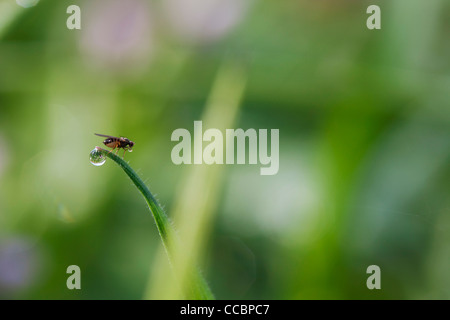 Fliegen Sie, trinken aus Tautropfen auf Grashalm Stockfoto