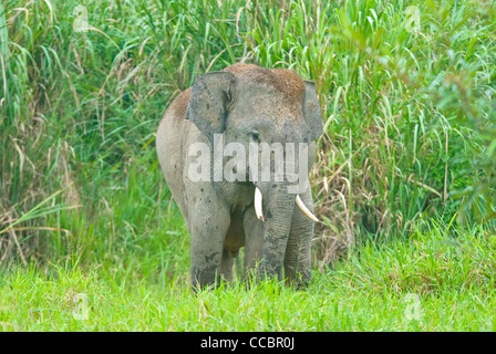 Wilde Elefanten in Sightseeingempfehlung Nationalpark erkennbar Stockfoto