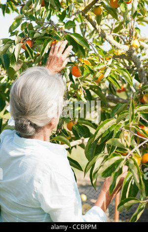 Ältere Frau Kommissionierung Orange vom Baum, Rückansicht Stockfoto