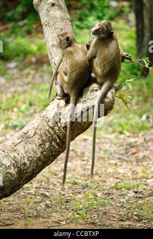 Baby Langschwanzmakaken begrüßen die Besucher betreten Sam Roi Yod Nationalpark, Thailand Stockfoto