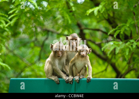 Baby Langschwanzmakaken begrüßen die Besucher betreten Sam Roi Yod Nationalpark, Thailand Stockfoto