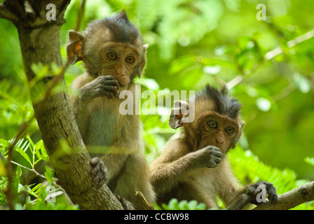 Baby Langschwanzmakaken begrüßen die Besucher betreten Sam Roi Yod Nationalpark, Thailand Stockfoto