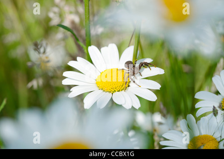 Krabbenspinne auf Gänseblümchen Stockfoto