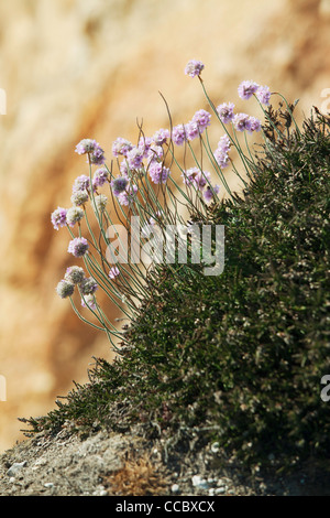 Meer Sparsamkeit (Armeria Maritima) Stockfoto