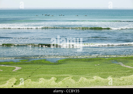 Giftige Algen angespült am Strand Plage de Postolonnec, Halbinsel Crozon, FinistÅre, Bretagne, Frankreich Stockfoto