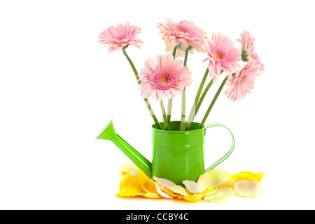 Grüne Gießkanne mit rosa Gerber Blüten isoliert auf weißem Hintergrund Stockfoto