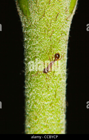 Feuerameise (Myrmica) Ameise auf Stamm Stockfoto