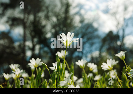 Größere Stitchwort (Stellaria Holostea) Blumen Stockfoto