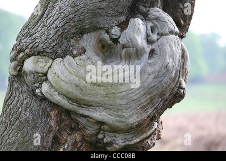 Wachstum auf einem Baum Stockfoto