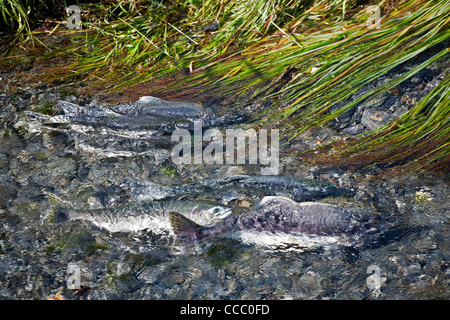 Lachse laichen. Crooked Creek. Valdez. Alaska. USA Stockfoto