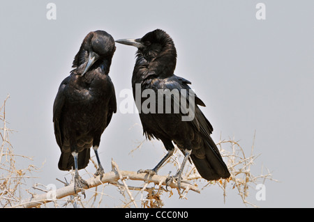 Zwei Cape Krähen / schwarze Krähen (Corvus Capensis) Pflege, Etosha Nationalpark, Namibia Stockfoto