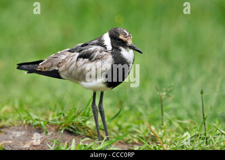 Juvenile Schmied Kiebitz / Blacksmith Plover (Vanellus Armatus) im Regen, Südliches Afrika Stockfoto