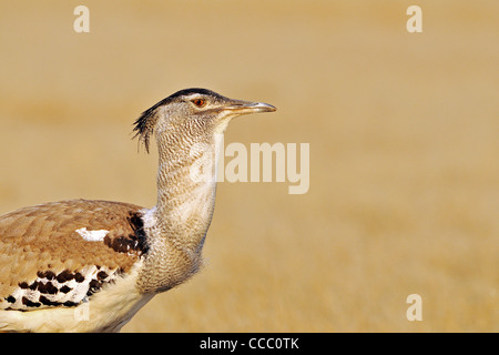 Nahaufnahme von Kori Bustard (Ardeotis Kori), Etosha Nationalpark, Namibia Stockfoto