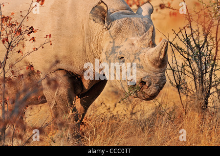 Spitzmaulnashorn / Hook-lippige Rhinoceros (Diceros Bicornis) kauen Zweig der Dornbusch, Etosha Nationalpark, Namibia Stockfoto