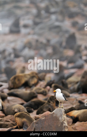 Südlichen Black-backed Gull / Dominikanische / Kelp Gull (Larus Dominicanus) am Kap Robbenkolonie, Namibia Stockfoto