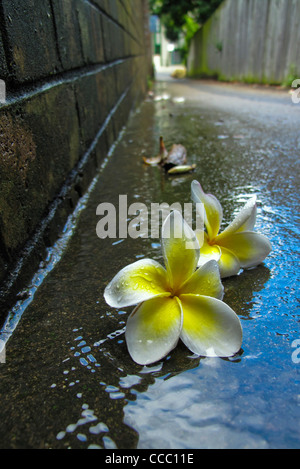 Frangipani Blüten in Gosse Stockfoto