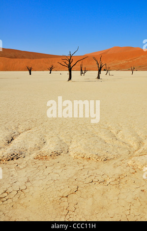 Tote Acacia Erioloba Bäume im Deadvlei / Dead Vlei, ein weißer Ton Pfanne in der Namib-Naukluft-Nationalpark, Namibia Stockfoto