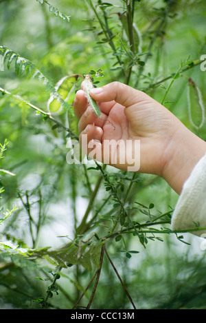 Kind an der Hand berühren Pea Pod auf Pflanze wächst Stockfoto