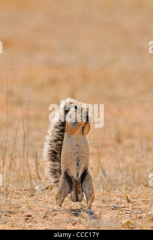 Männlichen Kap Borstenhörnchen (Xerus Inauris) Essen, Etosha Nationalpark, Namibia Stockfoto