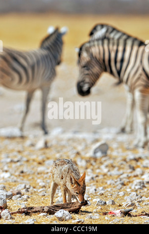 Black-backed Jackal (Canis Mesomelas) Essen aus Antilope Kadaver unter Zebras, Etosha Nationalpark, Namibia Stockfoto