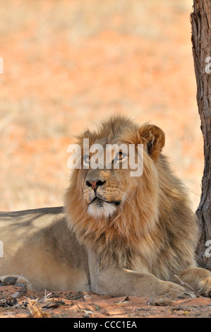 Männlichen afrikanischen Löwen (Panthera Leo) ruhen im Schatten der Bäume in der Wüste Kalahari, Kgalagadi Transfrontier Park, Südafrika Stockfoto