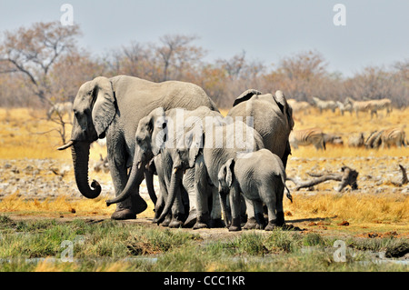 Afrikanischer Bush Elefant / Savanna Elefant (Loxodonta Africana) Familie Gruppe mit jungen, Etosha Nationalpark, Namibia Stockfoto