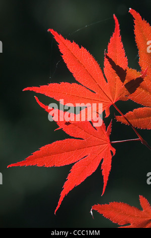 Red maple leaves. Stockfoto