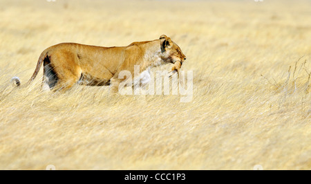 Afrikanische Löwin (Panthera Leo) zu Fuß mit getöteten Grundeichhörnchen in hohe Gräser, Etosha Nationalpark, Namibia Stockfoto