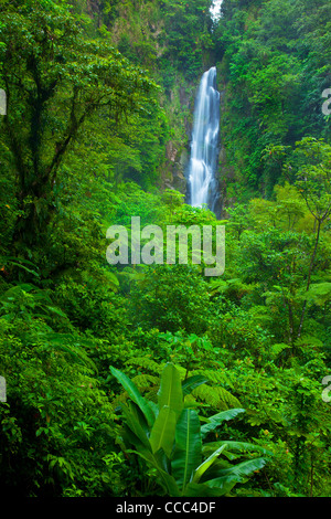 "Vater fällt" - einer der beiden fällt von Trafalgar Falls im Nationalpark Morne Trois Pitons, Dominica, West Indies Stockfoto