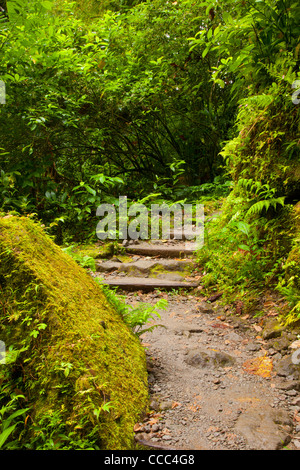 Regenwald-Weg zum Trafalgar Wasserfälle in Mourne Trois Pitons National Park, Dominica, West Indies Stockfoto