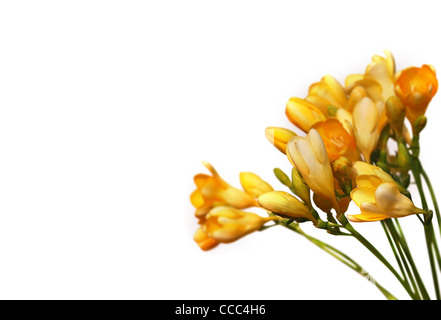 gelbe Freesia Blumen isoliert auf weißem Hintergrund Stockfoto