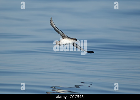 Balearen-Sturmtaucher (Puffinus Mauretanicus) Stockfoto