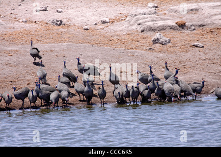 Behelmte Perlhuhn Herde am Wasserloch in Namibia Stockfoto