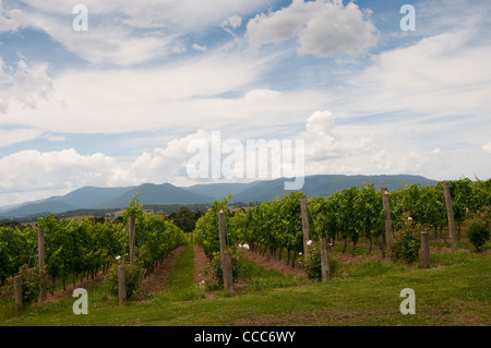 Domaine Chandon Moet und Chandon Weingarten Yarra Valley Victoria Australien Stockfoto