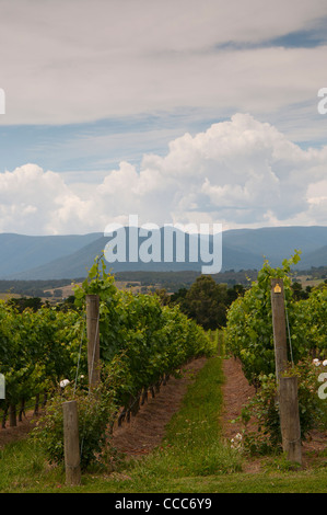 Domaine Chandon Moet und Chandon Weingarten Yarra Valley Victoria Australien Stockfoto