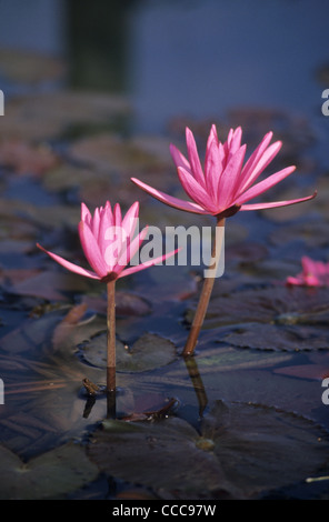 Lilien Wasser Blumen (Nymphaea Stellata), Nelum Vielfalt, Eröffnung Blütenblätter am frühen Morgen, Giritale in der Nähe von Polonnaruwa, Sri Lanka Stockfoto