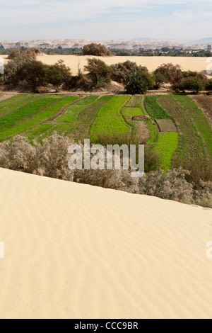 Vertikale Schuss aus einer Sanddüne mit Blick auf den fruchtbaren Bereichen Ackerland Dachla, westliche Wüste Ägyptens Stockfoto